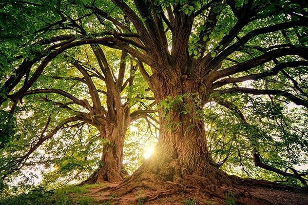 Two large trees basking in sunlight, promoting sustainable forestry in Lubbock, TX
