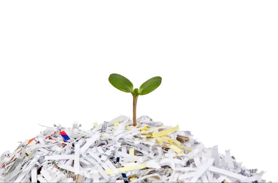 A small plant grows from a mountain of recycled shredding paper files